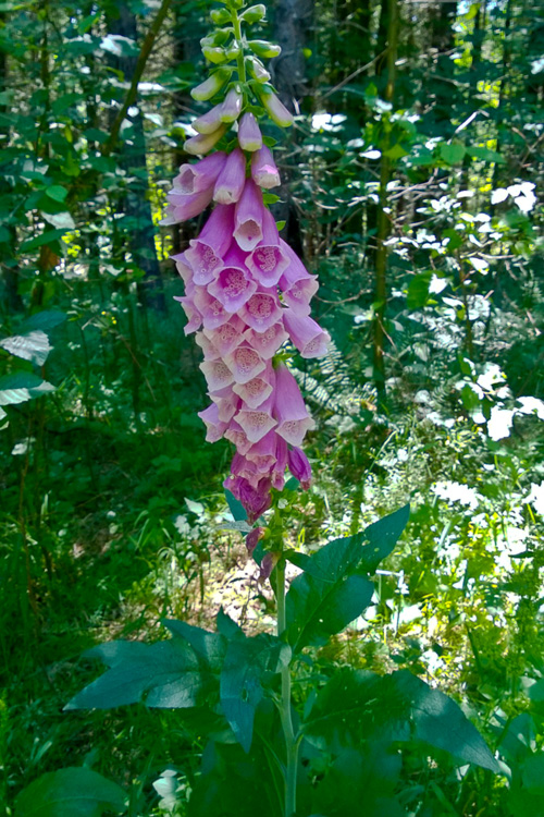 2 Quote A Flower Daily - Foxglove in the Forest 01