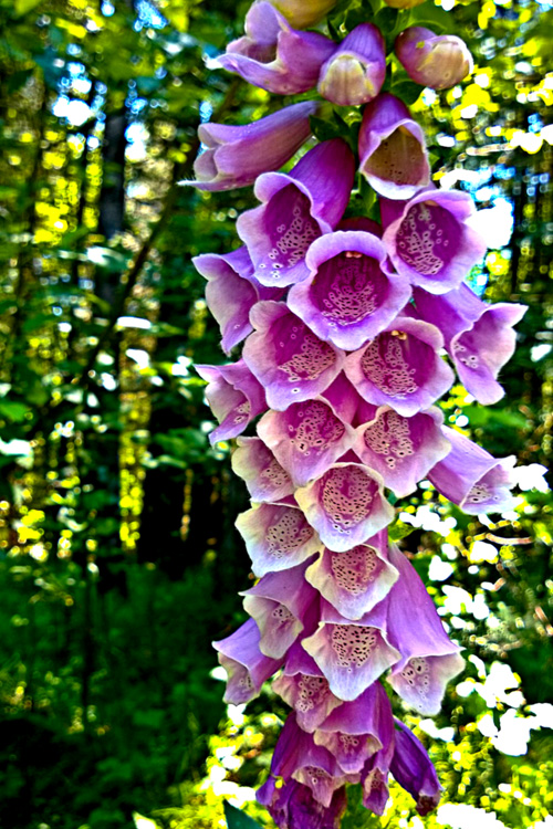 2 Quote A Flower Daily - Foxglove in the Forest 02