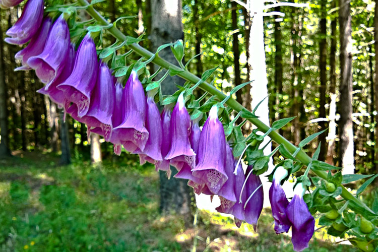 2 Quote A Flower Daily - Foxglove Profile