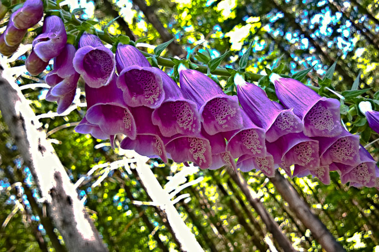 2 Quote A Flower Daily - Foxglove