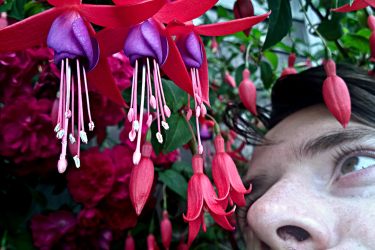 2 Quote A Flower Daily - Fuchsia Nose