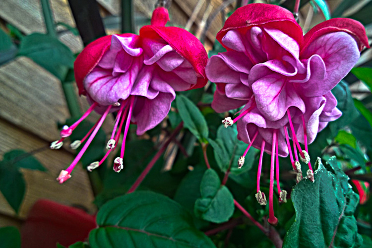 2 Quote A Flower Daily - Fuchsia Pair