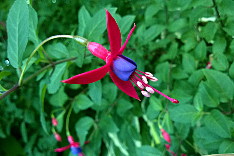 2 Quote A Flower Daily - Fuchsia Profile