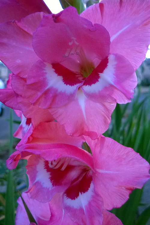 2 Quote A Flower Daily - Gladiola Abstract