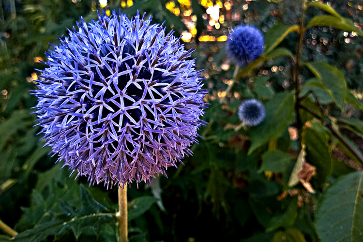 2 Quote A Flower Daily - Globe Thistle 01
