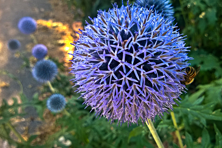 2 Quote A Flower Daily - Globe Thistle 02