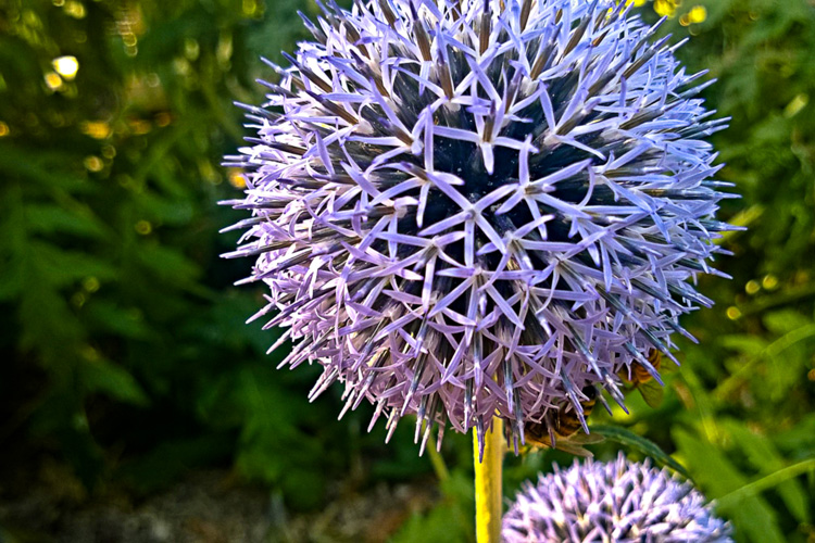 2 Quote A Flower Daily - Globe Thistle 04
