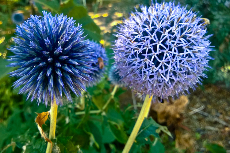 2 Quote A Flower Daily - Globe Thistle Pair