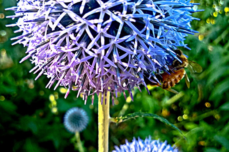2 Quote A Flower Daily - Globe Thistle with Bee 01