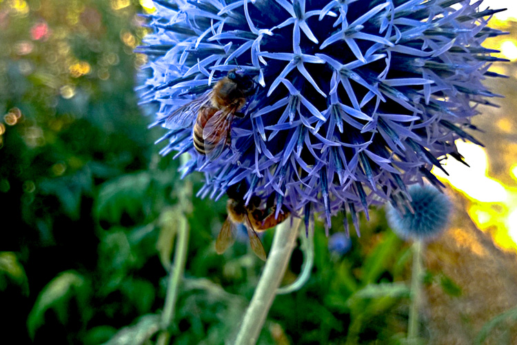 2 Quote A Flower Daily - Globe Thistle with Bee 02