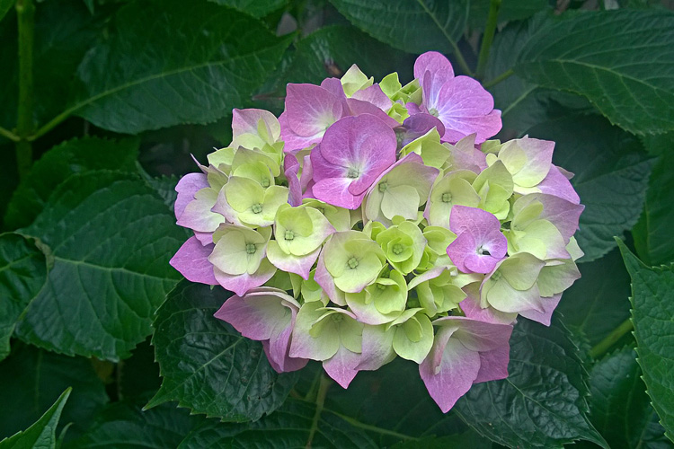 2 Quote A Flower Daily - Hydrangea