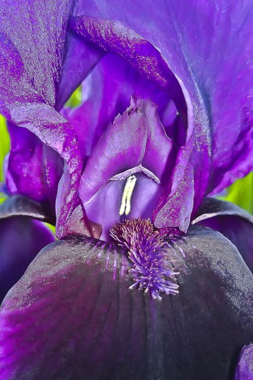 2 Quote A Flower Daily - Iris Macro