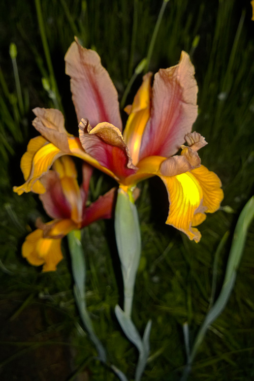 2 Quote A Flower Daily - Yellow Iris