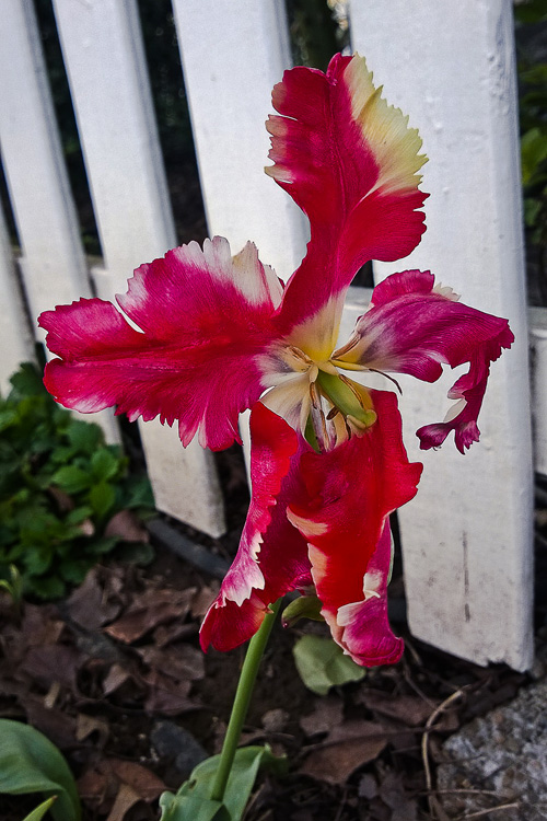 2 Quote A Flower Daily - Jagged Tulip