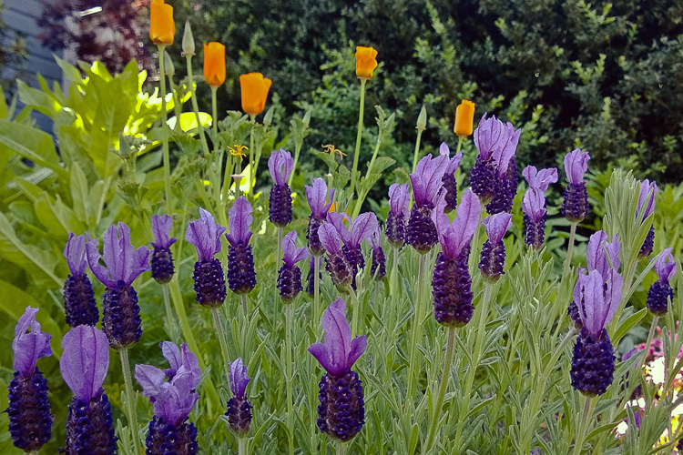 2 Quote A Flower Daily - Lavender and Poppies
