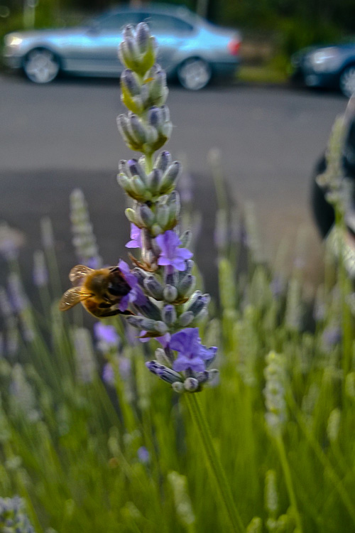 2 Quote A Flower Daily - Lavender Bee