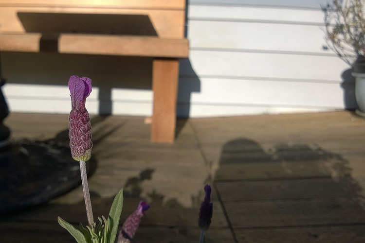 2 Quote A Flower Daily - Lavender Patio