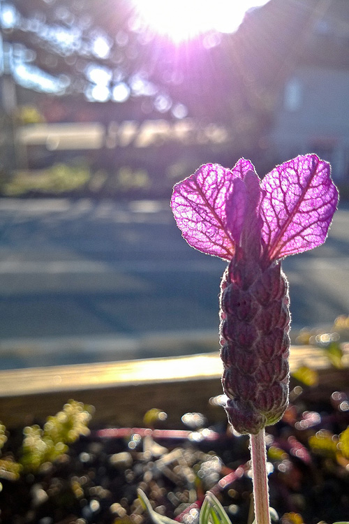 2 Quote A Flower Daily - Lavender Sunrise