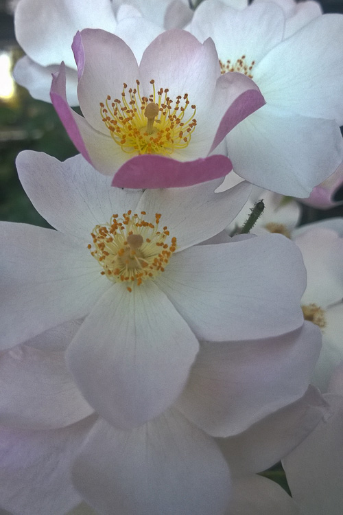 2 Quote A Flower Daily - Lavender White 01