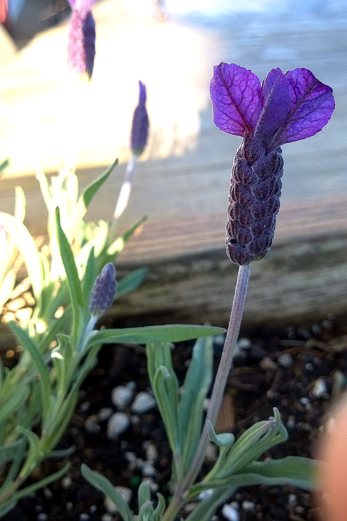 2 Quote A Flower Daily - Lavender