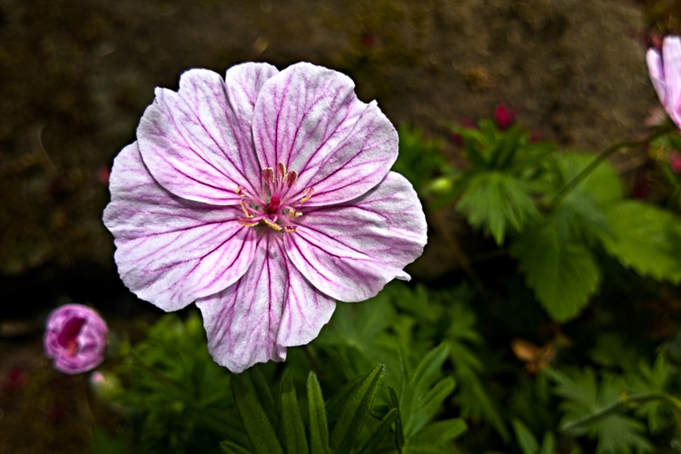 2 Quote A Flower Daily - Lewisia Pink Vein