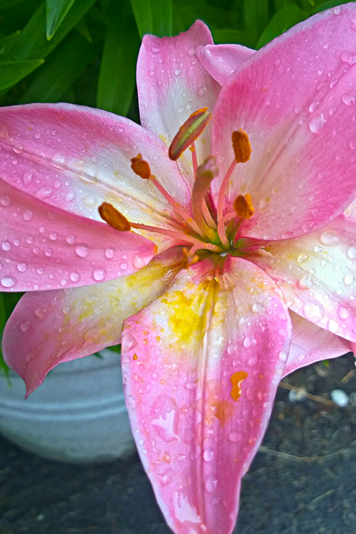 2 Quote A Flower Daily - Lily Abstract