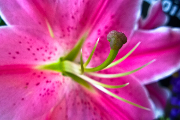 2 Quote A Flower Daily - Lily Pink Abstract