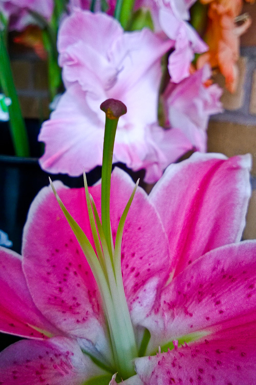 2 Quote A Flower Daily - Lily Pistol