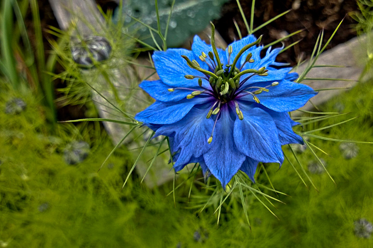 2 Quote A Flower Daily - Love in the MIst Blue-2