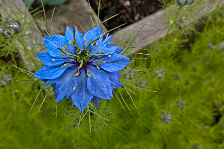 2 Quote A Flower Daily - Love in the MIst Blue