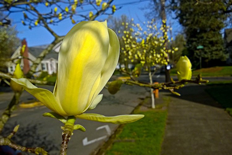 2 Quote A Flower Daily - Magnolia Elizabeth 02