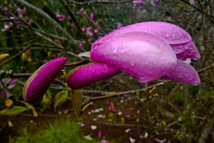 2 Quote A Flower Daily - Magnolia Wet 02