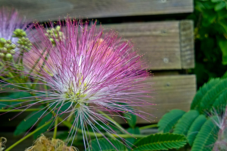 2 Quote A Flower Daily - Mimosa Blossom