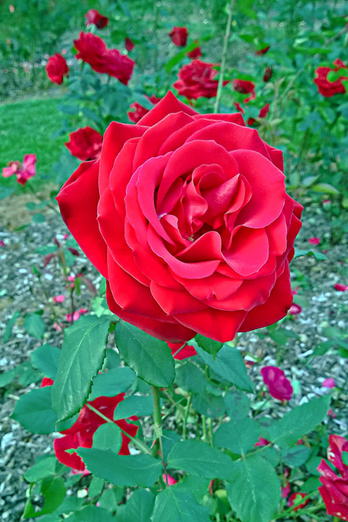2 Quote A Flower Daily - Olympiad Red Rose