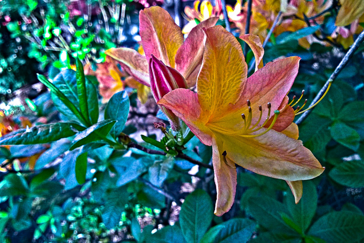 2 Quote A Flower Daily - Orange Azalea