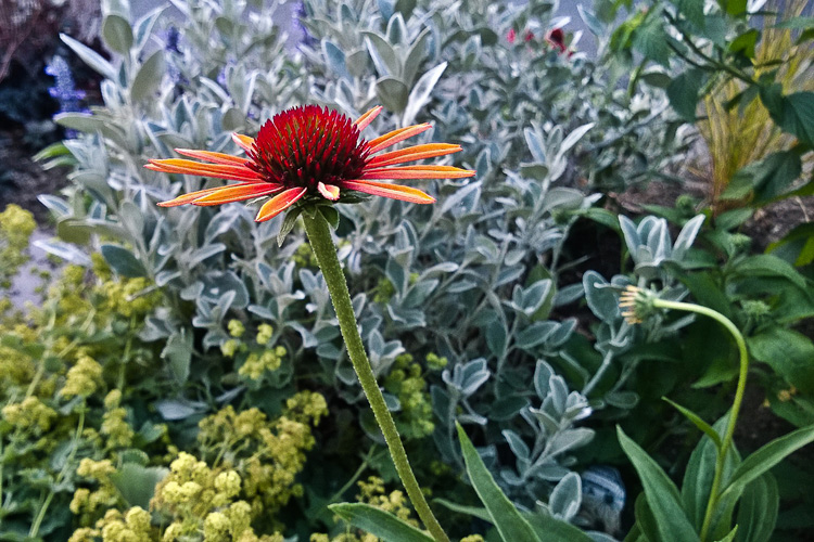2 Quote A Flower Daily - Orange Echinacea Profile