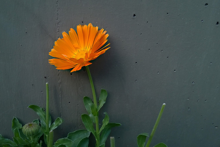 2 Quote A Flower Daily- Orange Flower