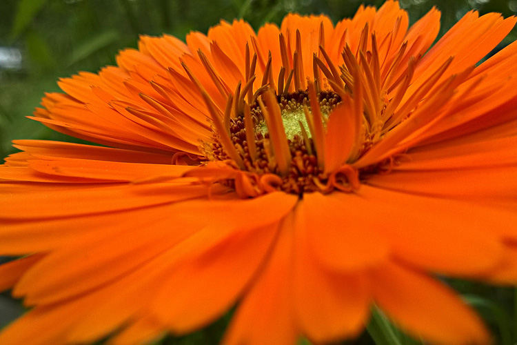 2 Quote A Flower Daily - Orange Macro 02