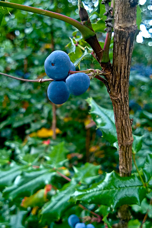 2 Quote A Flower Daily - Oregon Grape Berry 01