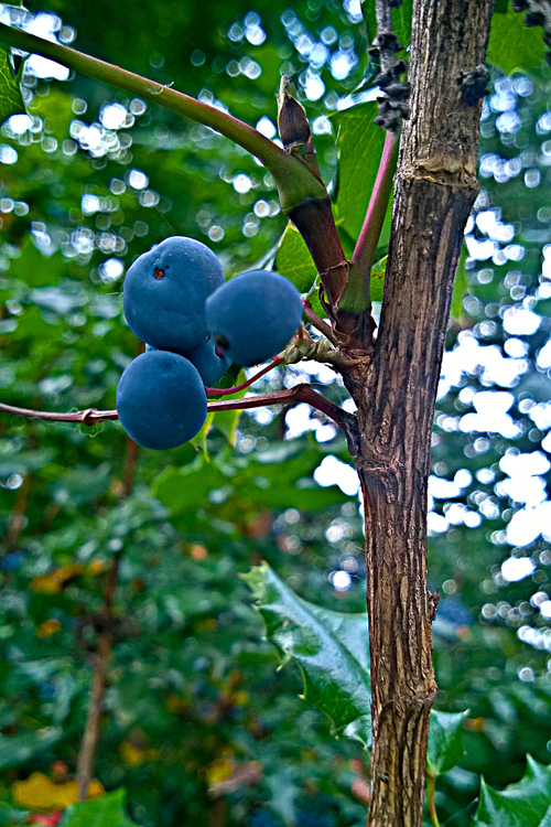 2 Quote A Berry - Oregon Grape Berry 02