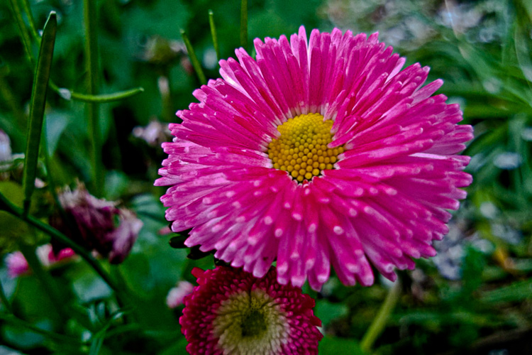 2 Quote A Flower Daily - Pink and Yellow
