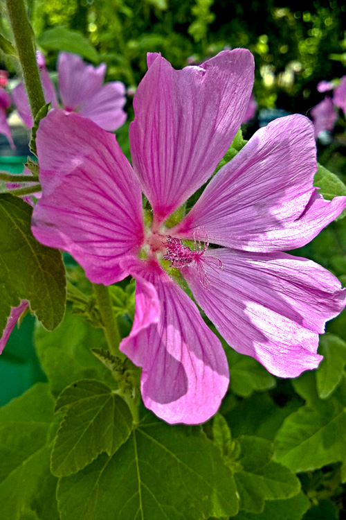 2 Quote A Flower Daily - Pink Flower 02