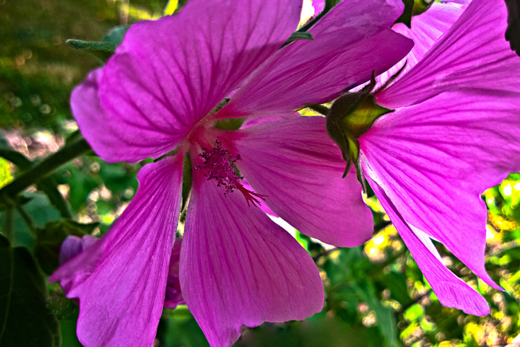 2 Quote A Flower Daily - Pink Flowers