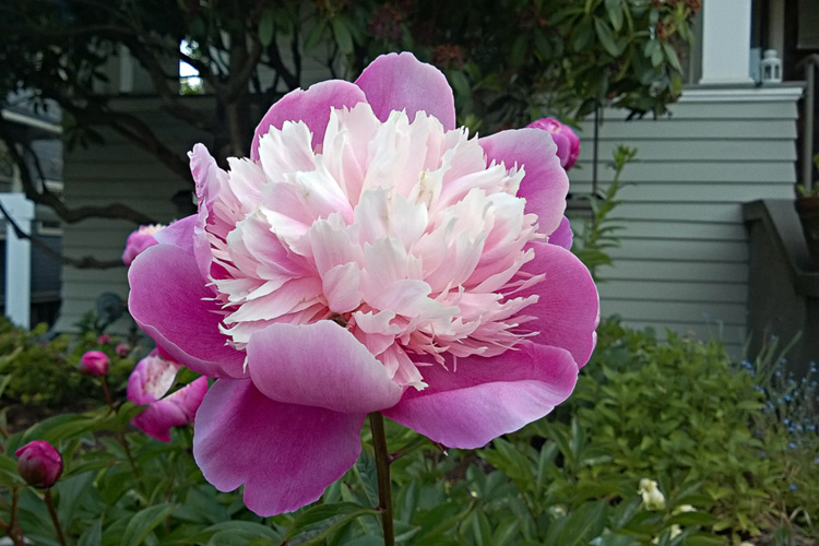 2 Quote A Flower Daily - Pink Peony 03