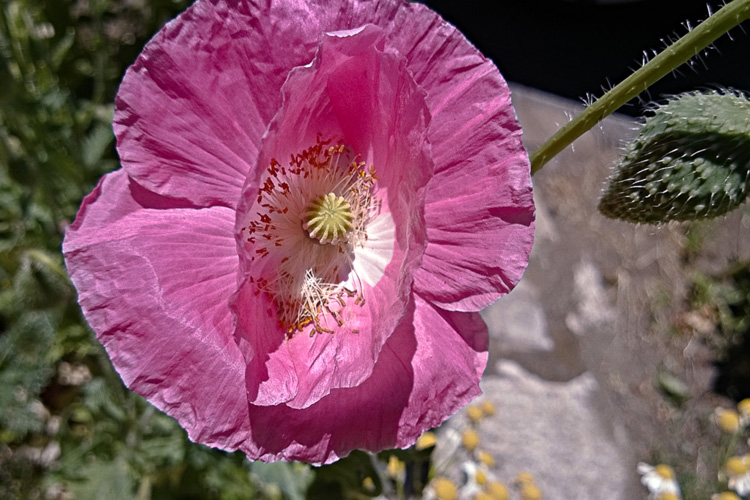 2 Quote A Flower Daily - Pink Poppy