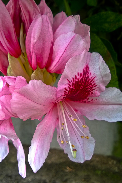 2 Quote A Flower Daily - Pink Rhododendron 02
