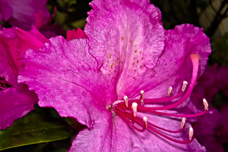 2 Quote A Flower Daily - Pink Rhododendron Macro