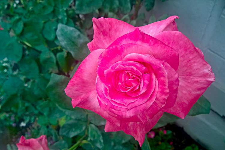 2 Quote A Flower - Pink Rose 02