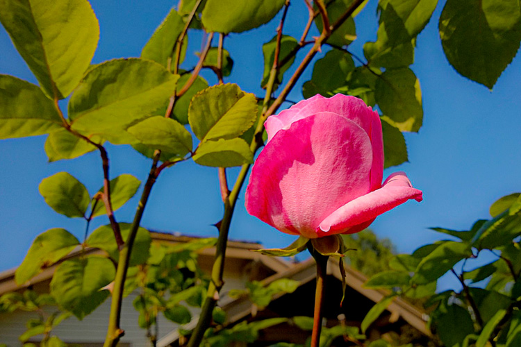 2 Quote A Flower Daily - Pink Rose 03