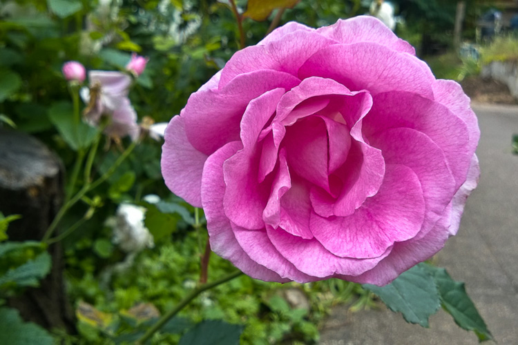 2 Quote A Flower Daily - Pink Rose 06